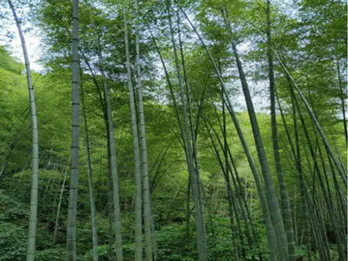 bamboo