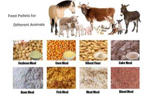 Animal Feed Pellets