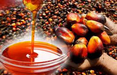 Palm oil plant