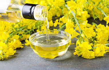 Rapeseed oil plant