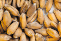 Sunflower seeds