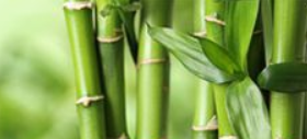 bamboo