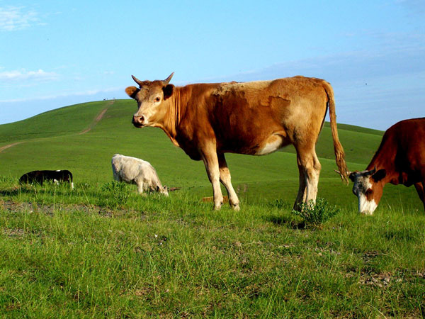 cattle