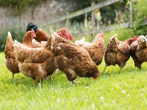 chicken