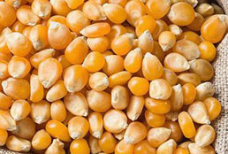 corn