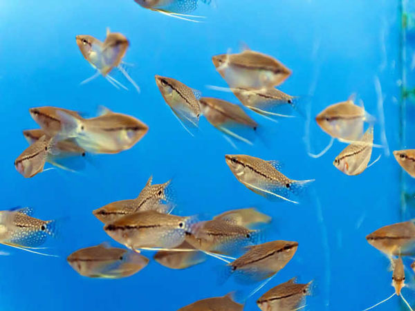 fish