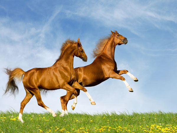 horse