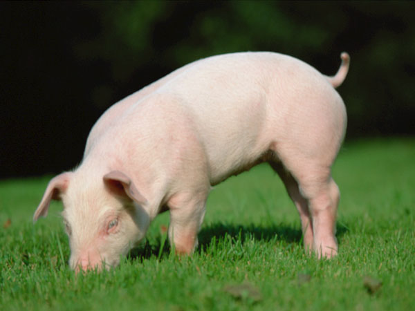 pig