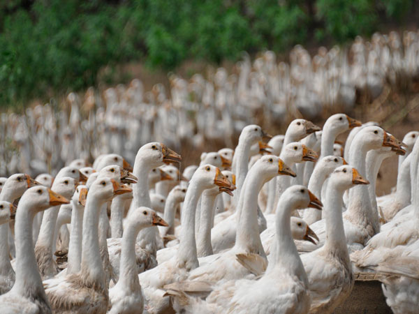 poultry