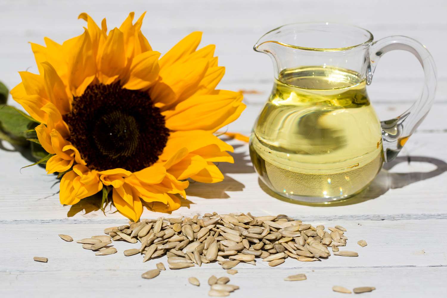 sunflower oil plant