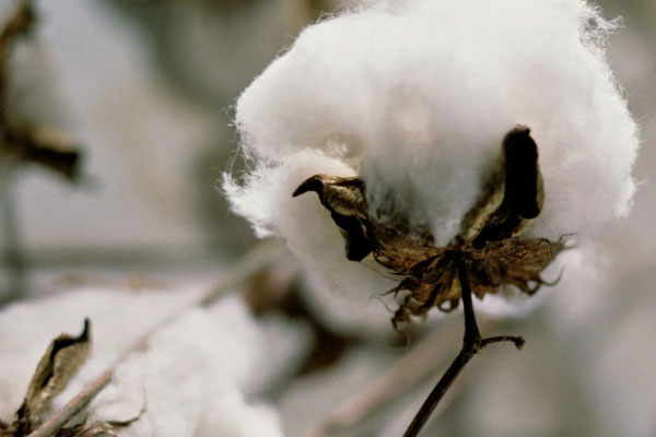 cottonseed oil