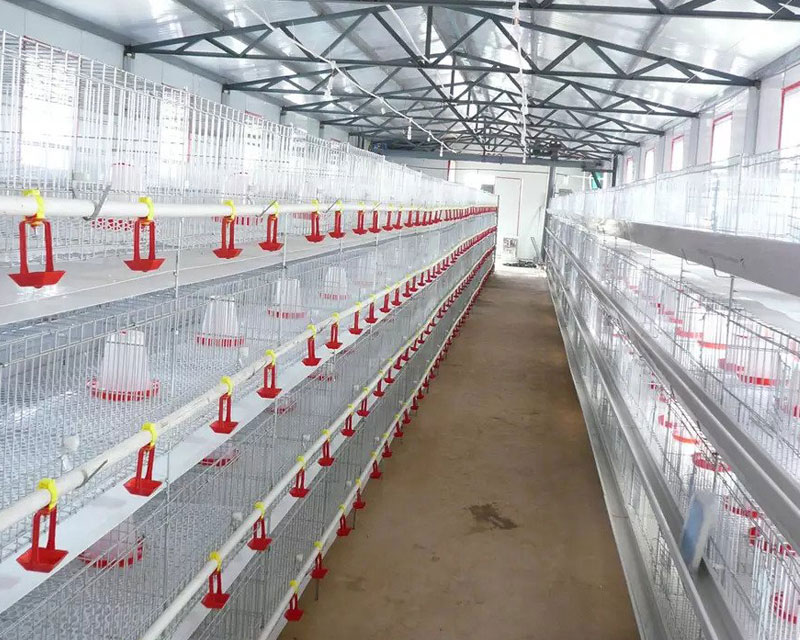 broiler farming project