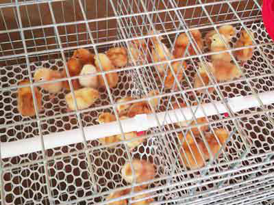 A type chicken cage mesh