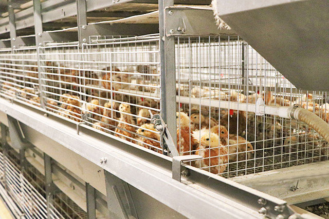 AGICO Group battery chicken cage