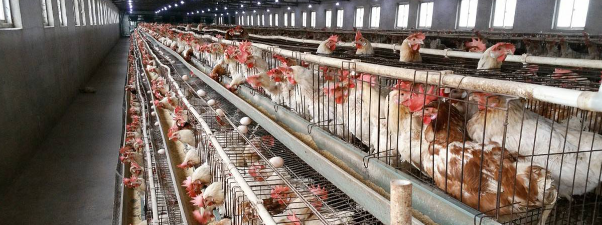 AGICO group A type chicken cage