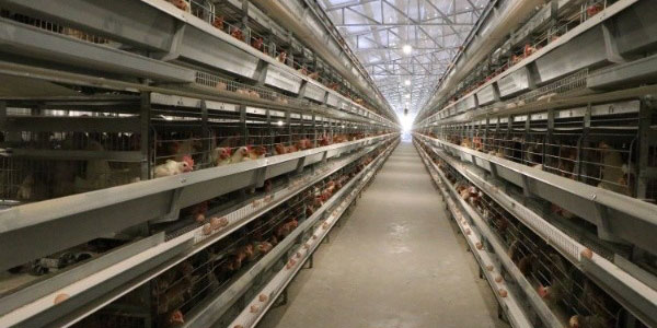 AGICO poultry cage