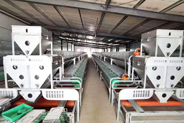 Automatic rabbit cage