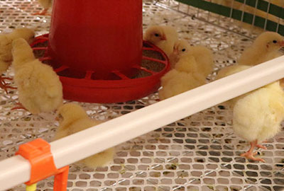 Chicken manure cleaning