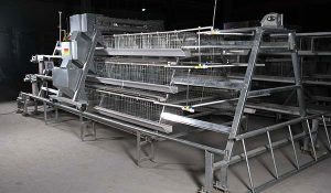 a type chicken cage