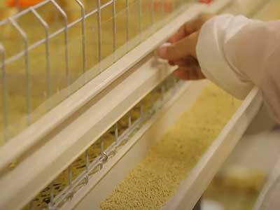 chicken cages feeder trough