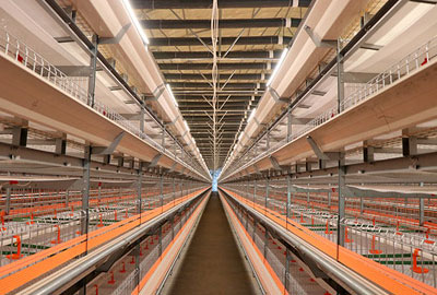 battery cage