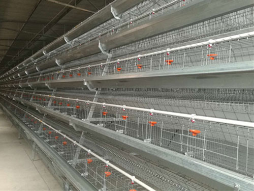 battery cage