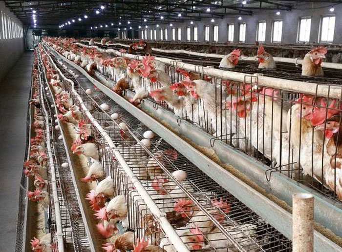 battery chicken cage case