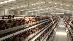 battery chicken cage feature