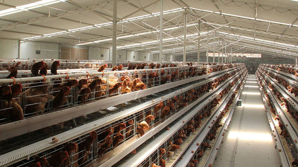 battery chicken cage feature