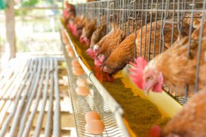 chicken cage feature