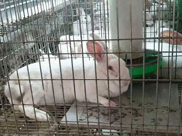 commercial rabbit cage case