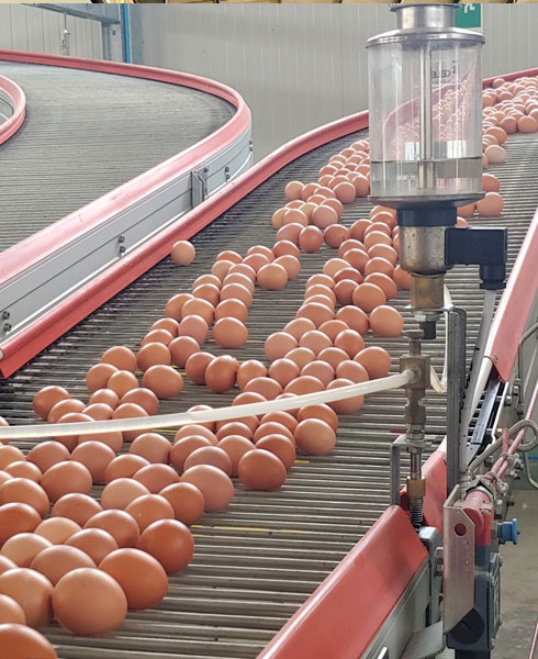 egg collection system of H type chicken cage
