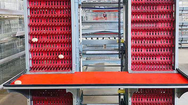 egg handing equipment