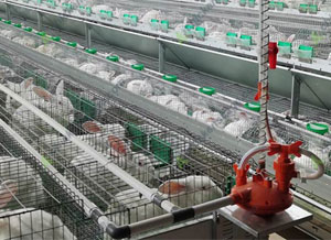 feeding and watering case