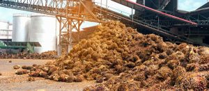 palm kernel