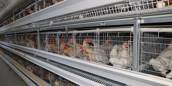 poultry cage project
