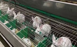 rabbit breeding cage case