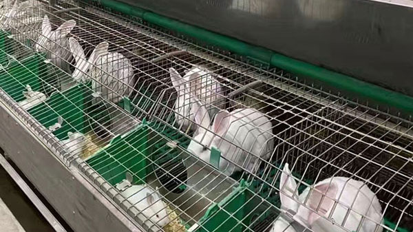 rabbit cage project