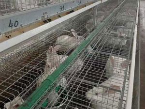 rabbit cages case
