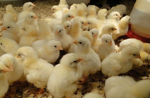 1 day chicken