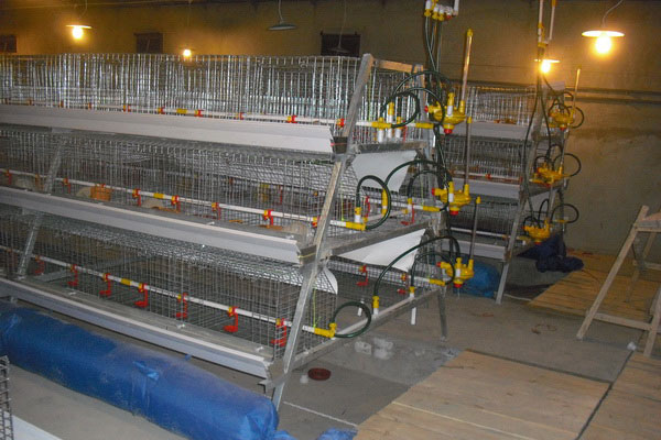 A type broiler cage