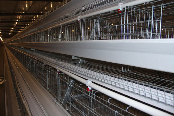 H type layer chicken cage case