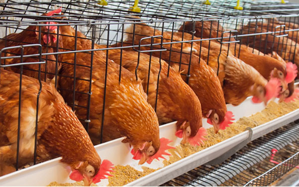 AGICO layer cage