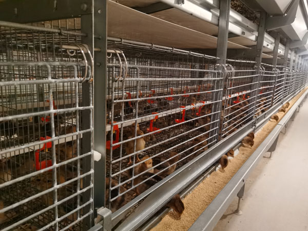 AGICO pullet cage
