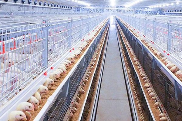 H type broiler cage