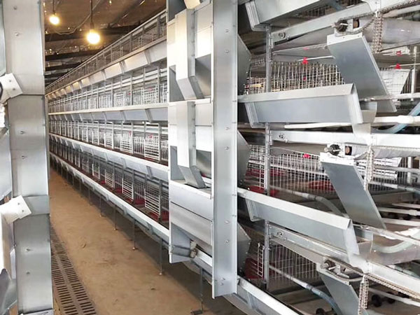 H type pullet cage case
