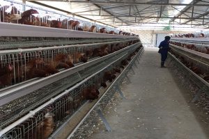 RTL chicken cage project