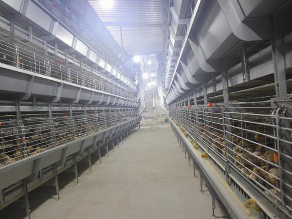 broiler cage project