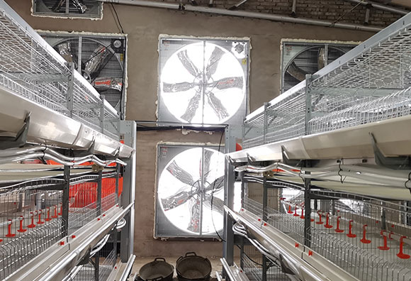 broiler cage project