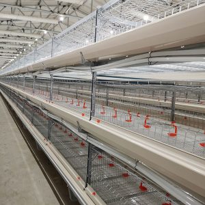 broiler chicken cage feature